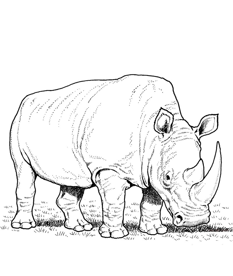 Top 20 Printable Rhino Coloring Pages