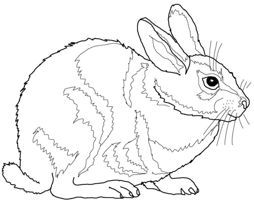 Top 20 Printable Rabbit Coloring Pages