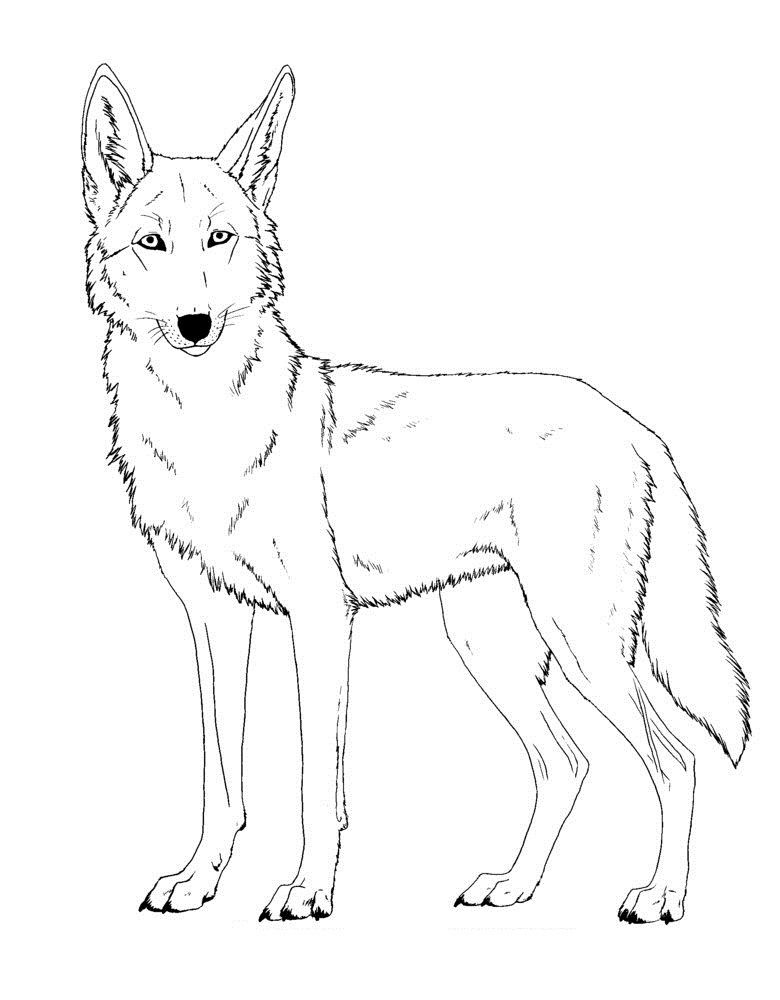 Top 20 Printable Coyote Coloring Pages