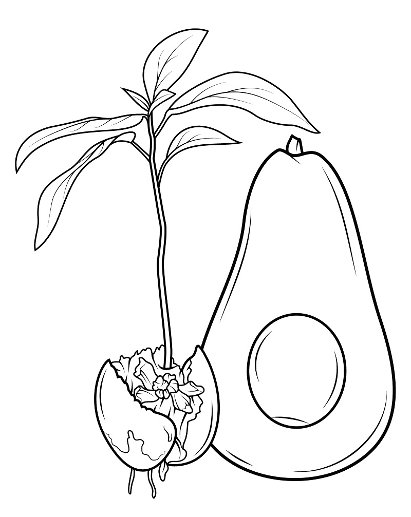 Top 20 Printable Avocado Coloring Pages