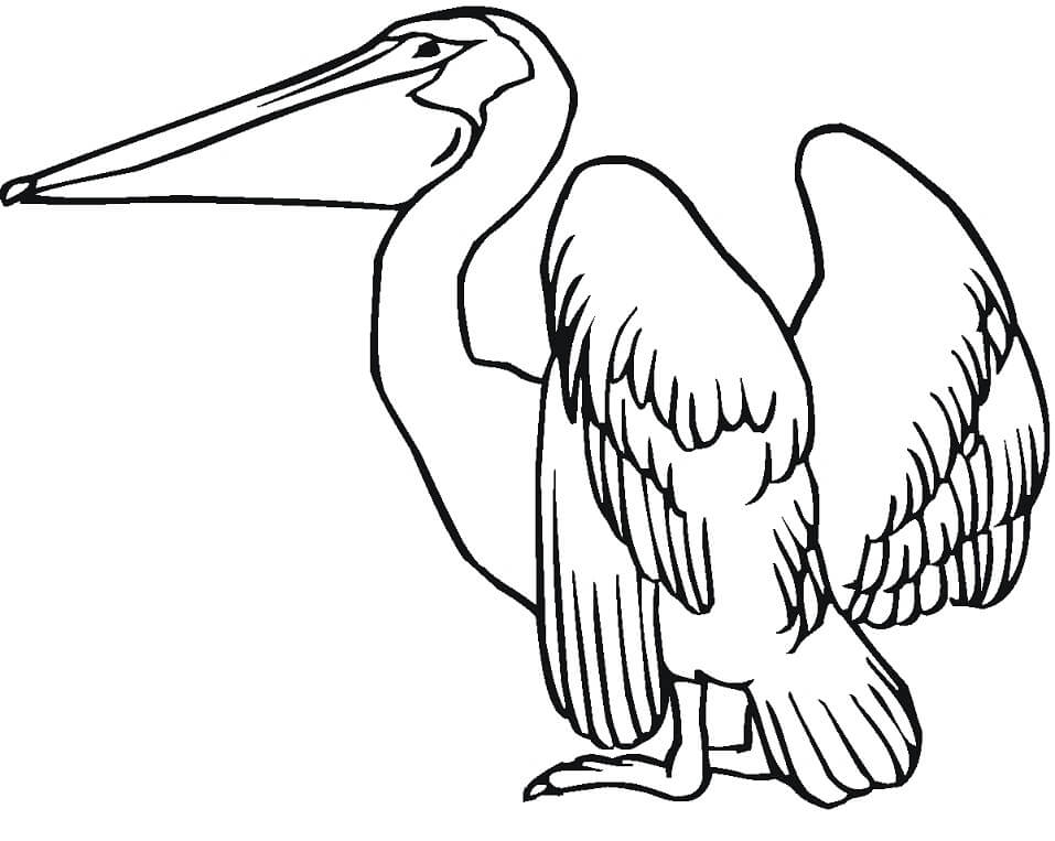 Top 34 Printable Pelican Coloring Pages